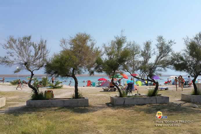 Tamarisi u kamenim žardinjerama na plaži Gornja Prezida na otoku Viru