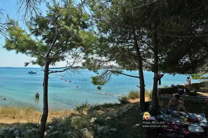 Gusta borova šuma s pogledom na zaljev Kozjak